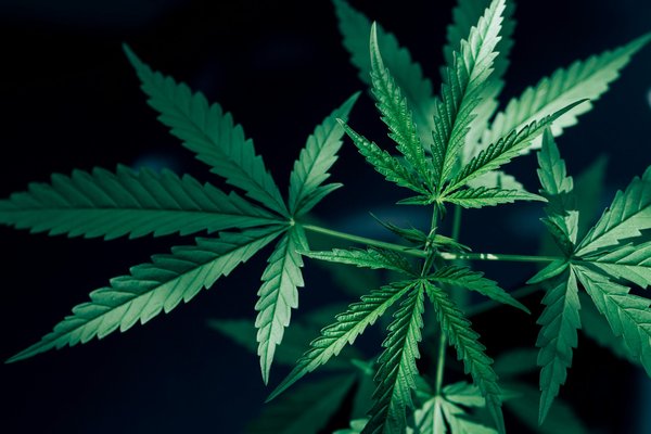 Découvrez l'univers du chanvre dans une boutique en ligne